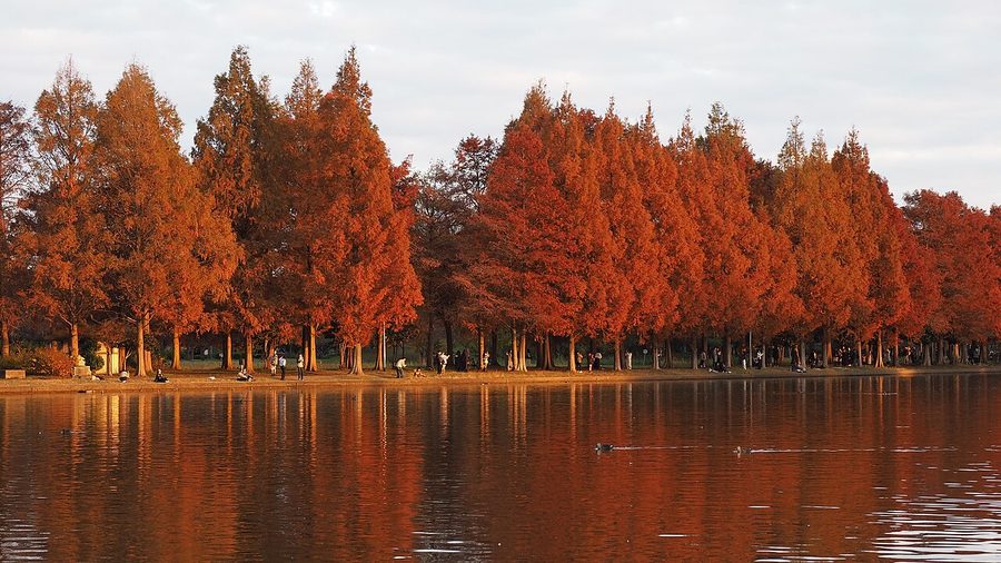 みさと公園の紅葉