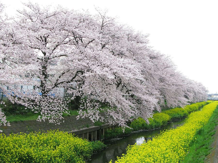 芝川沿いの桜並木と菜の花