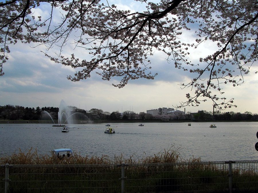 久喜菖蒲公園の昭和沼