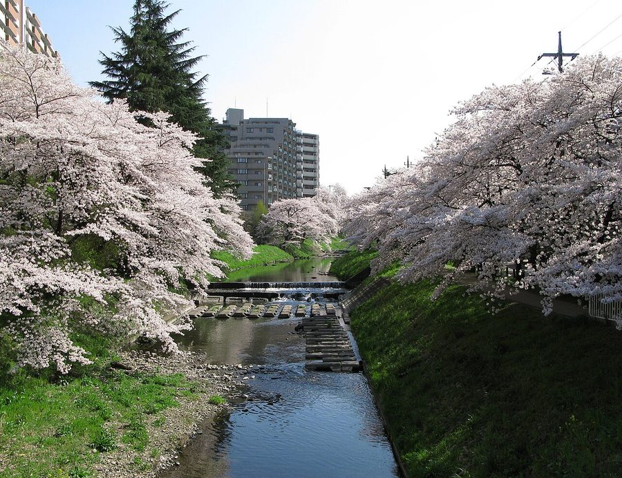 霞川沿いの桜並木