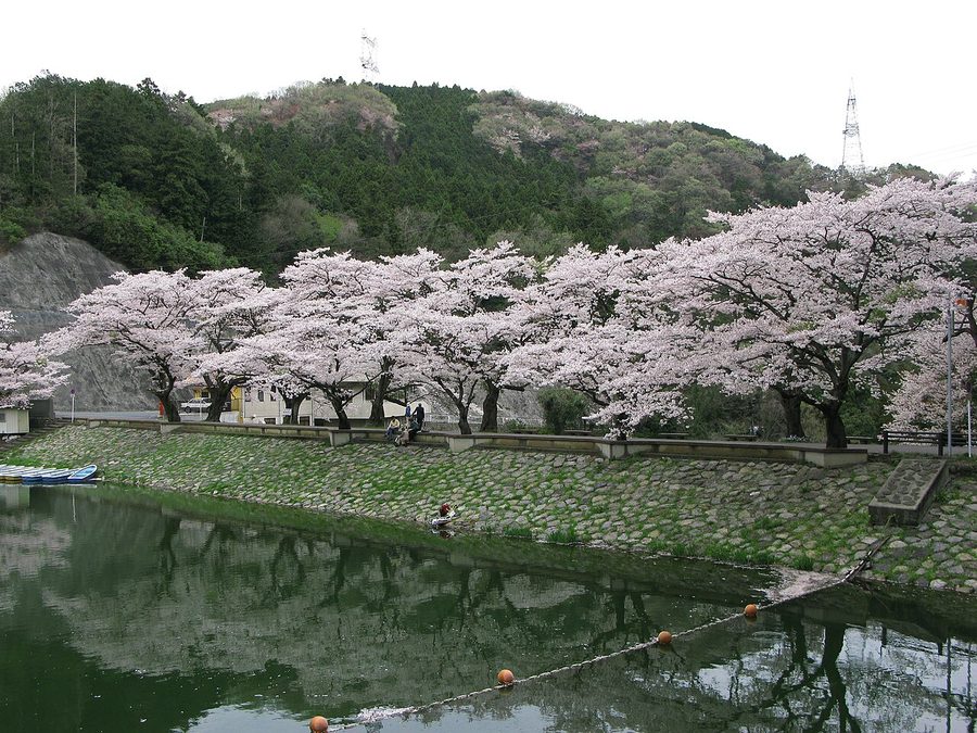 鎌北湖のダムと桜並木