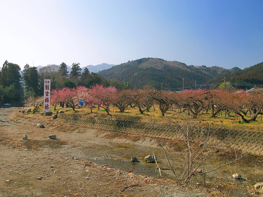 越辺川越しに望む越生梅林