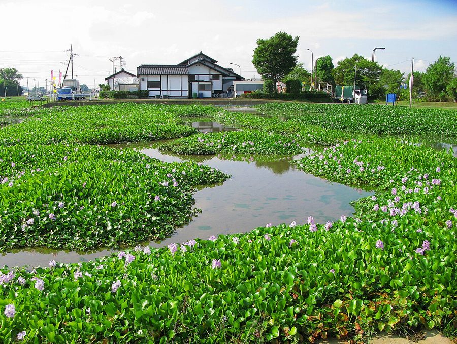 道の駅おおとねに広がるホテイアオイ