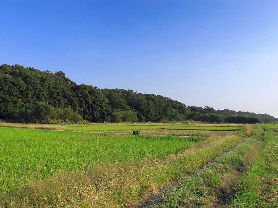 荒川の河川敷から望む大宮台地