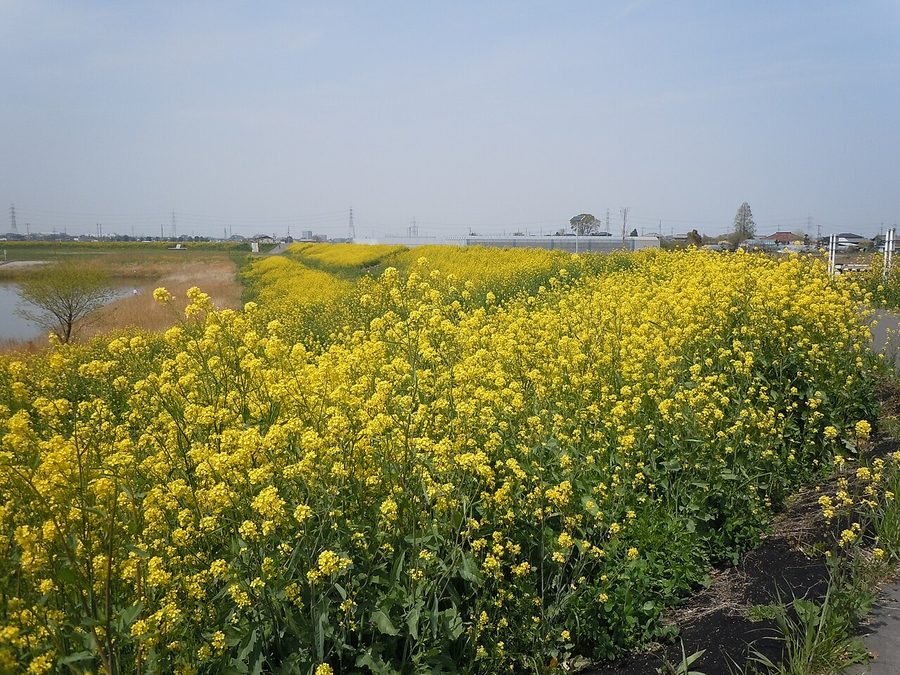大島新田調整池