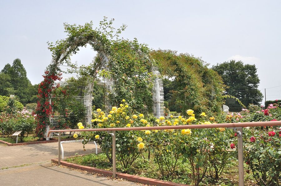 伊奈町町制施行記念公園のバラ園