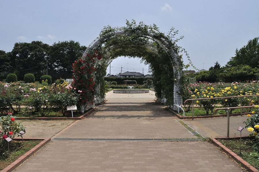 伊奈町町制施行記念公園のバラ園
