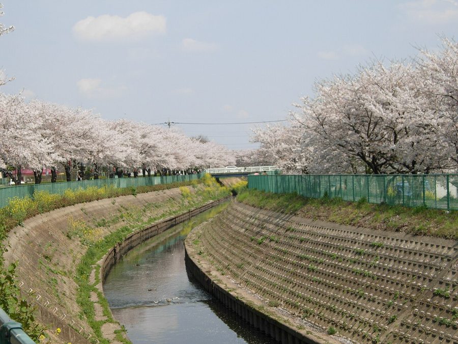 富士見市勝瀬付近の桜並木