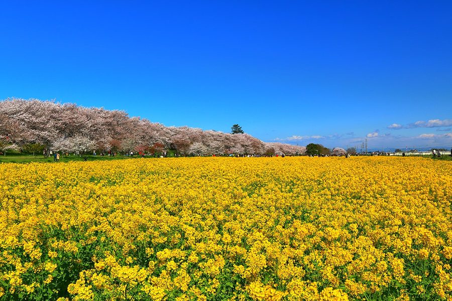 権現堂桜堤の桜と菜の花