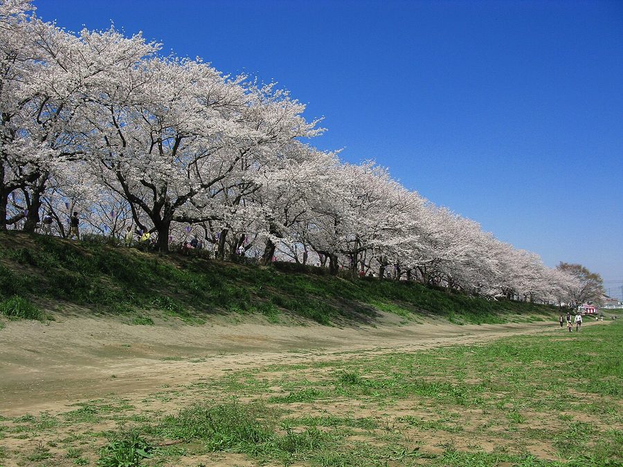 権現堂堤の桜並木