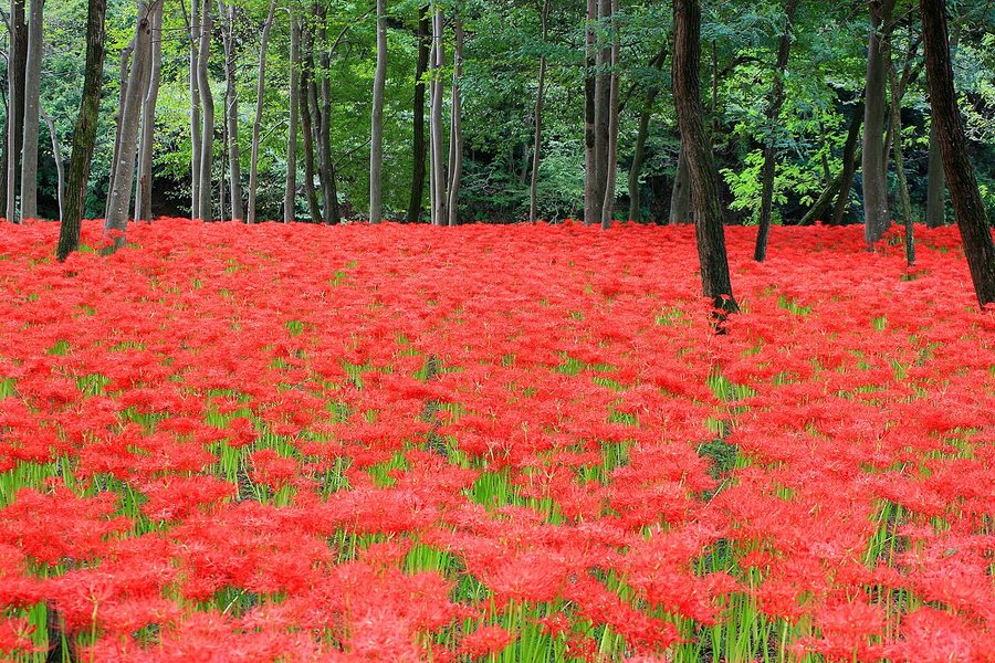 巾着田に群生する曼珠沙華(彼岸花)
