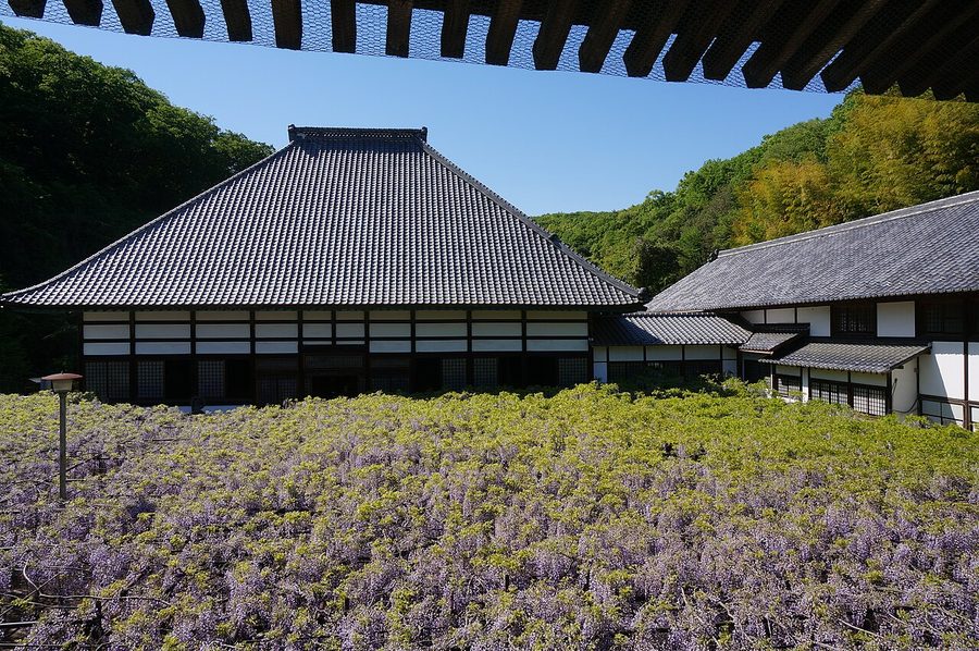 骨波田の藤