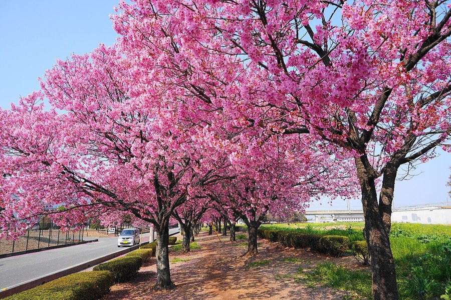 いまい台の陽光桜並木