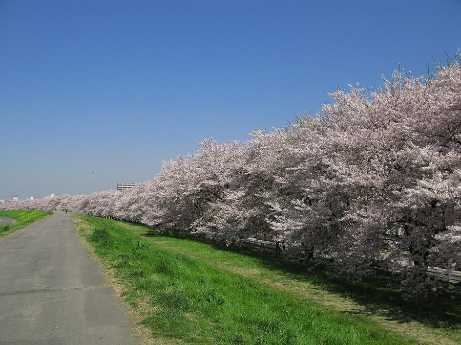 熊谷桜堤