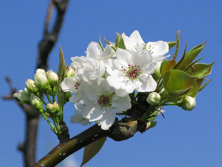 梨の花