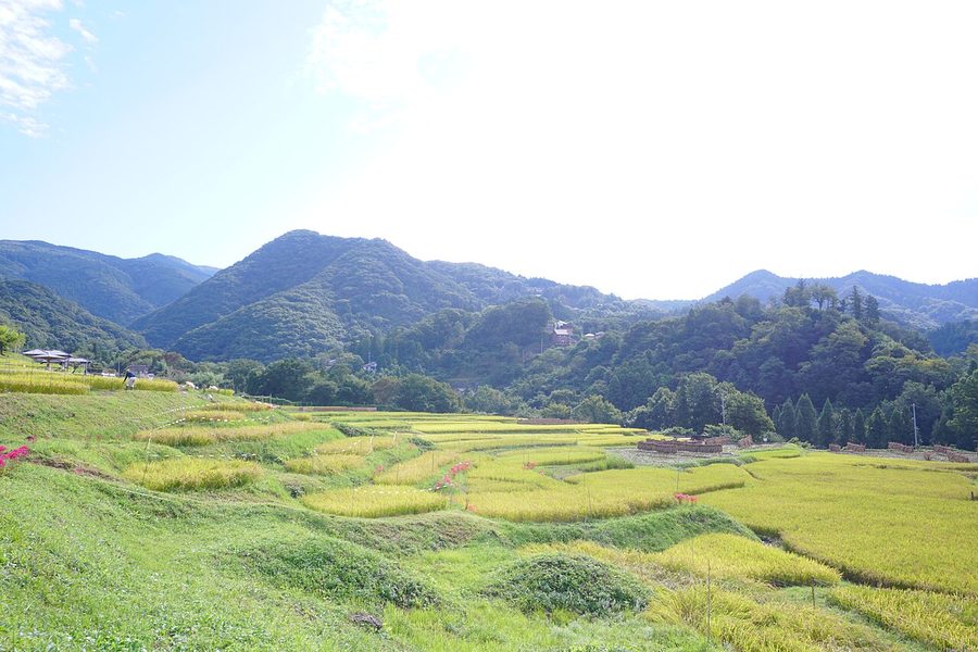 寺坂棚田