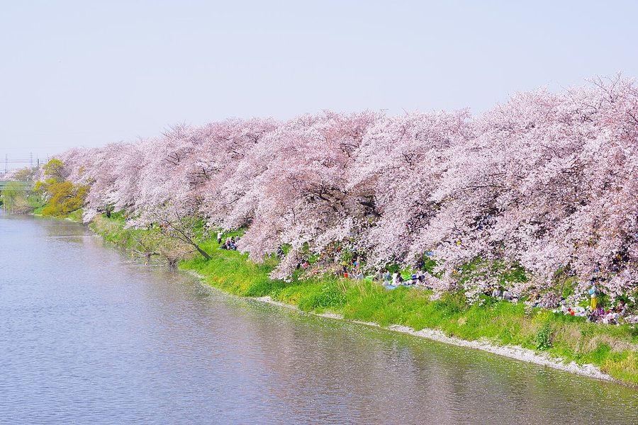 川沿いに続く桜並木