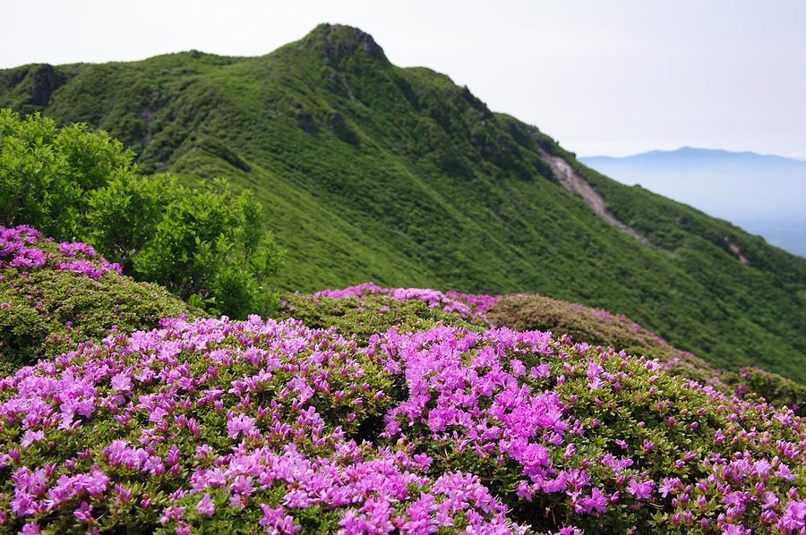 大船山の山頂とミヤマキリシマ