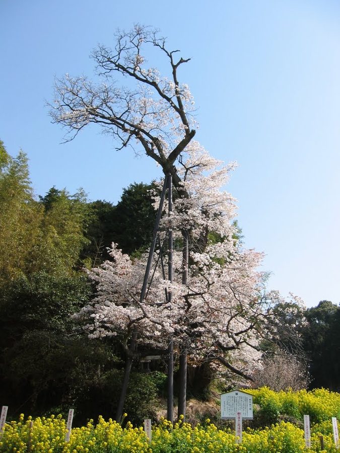 魚見桜（うおみざくら）