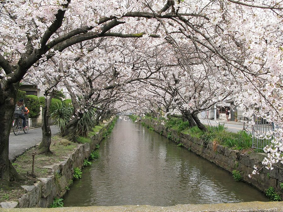 玉串川の桜並木