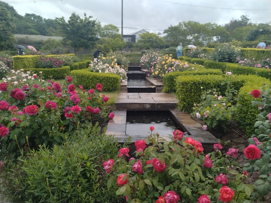 泉南市農業公園のイングリッシュガーデン