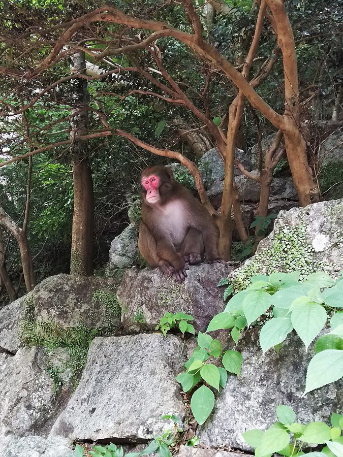 ニホンザル