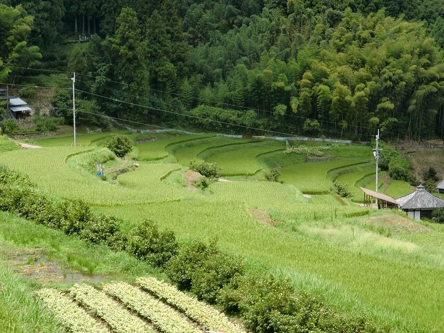 能勢町の棚田