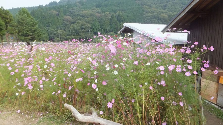 とよのコスモスの里