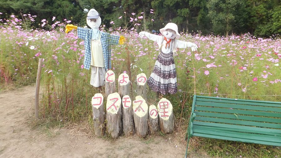 とよのコスモスの里
