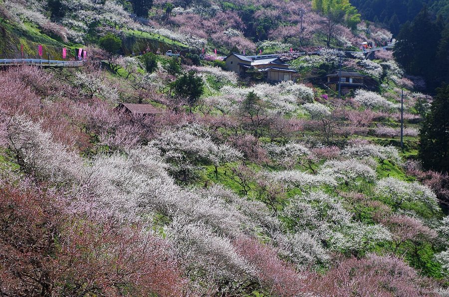 賀名生梅林（口の千本）