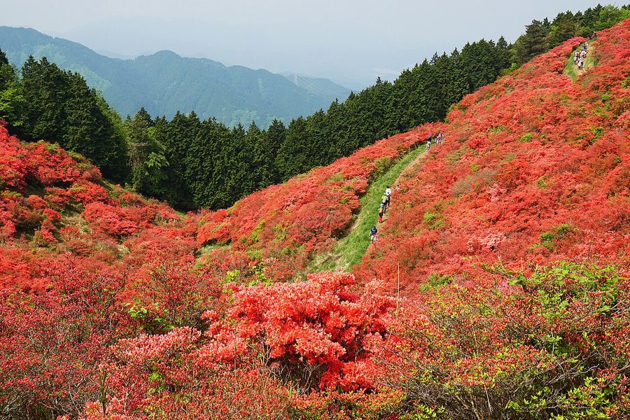 大和葛城山のツツジ群生地