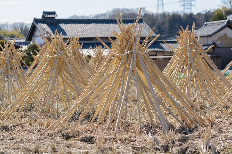 竹の寒干し