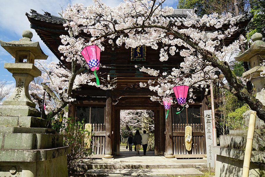 満開の桜に包まれた朝護孫子寺の山門