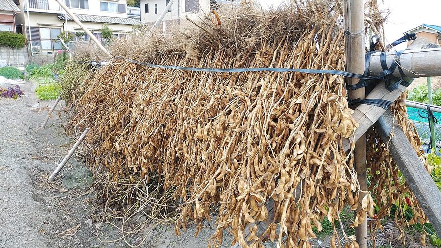 奈良県香芝市で、昔ながらの稲架掛けにして乾燥させる大鉄砲大豆