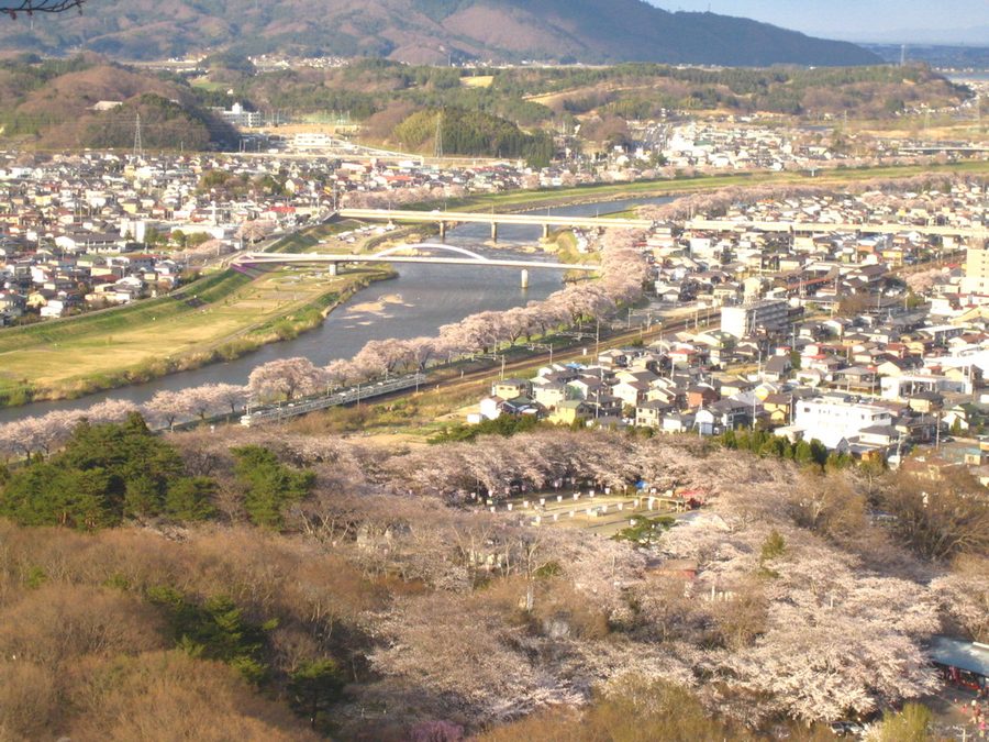 船岡城址公園から望む桜と白石川