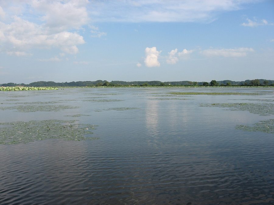 伊豆沼の水面