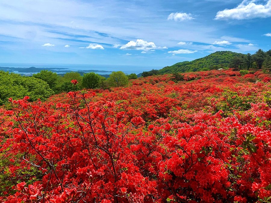 徳仙丈山の「つつじが原」
