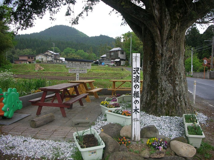 沢渡の榧の木