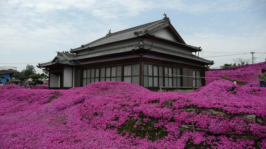 町内の個人宅にあるシバザクラ