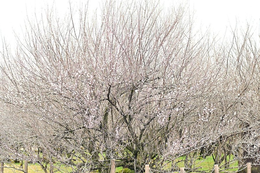 湯之宮座論梅のウメの木