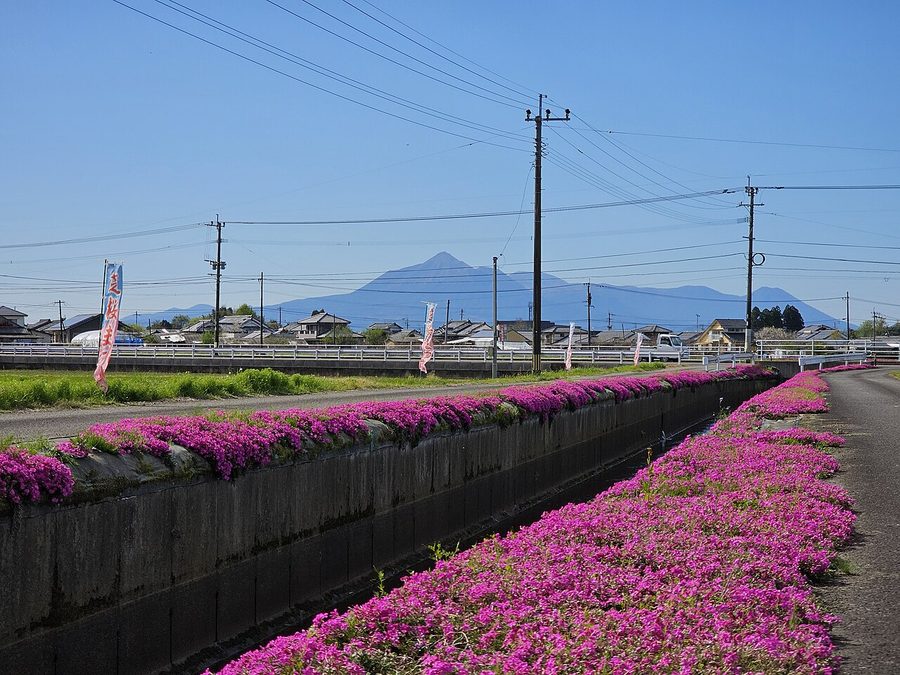 蓼池地区用水路の芝桜