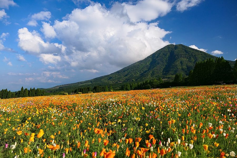 生駒高原の花畑と夷守岳