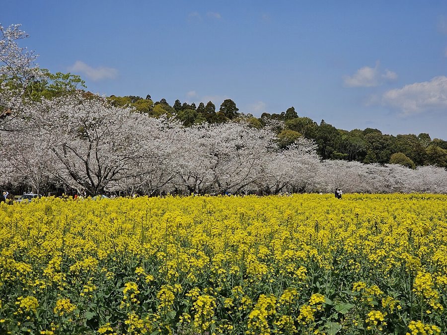 西都原古墳群の桜と菜の花