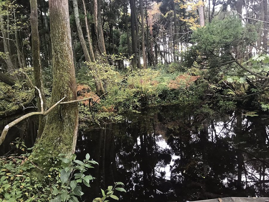 杉沢の沢スギの池