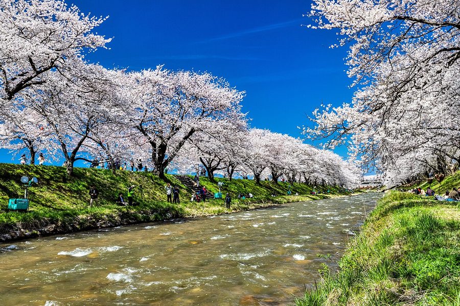 舟川べりの桜のトンネル