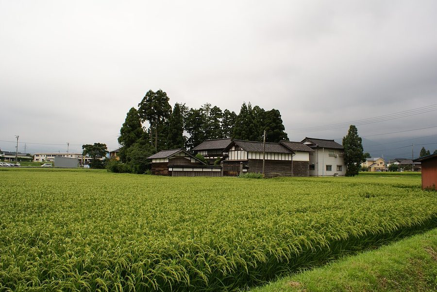 水田に囲まれた屋敷林（カイニョ）のある家屋