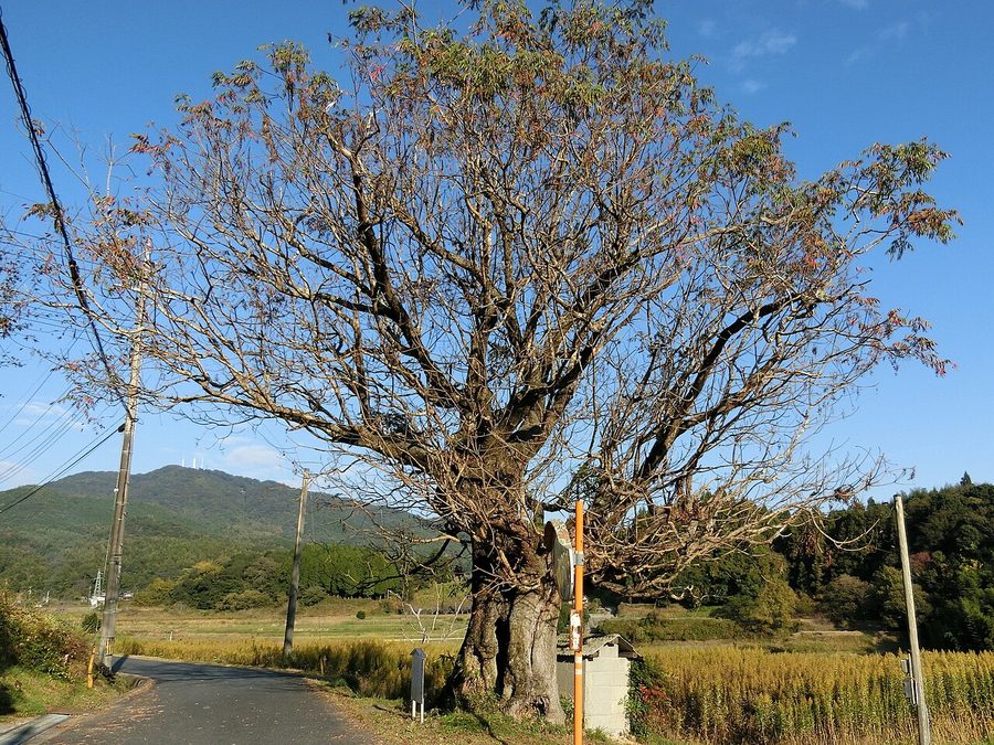 宿井のハゼノキ