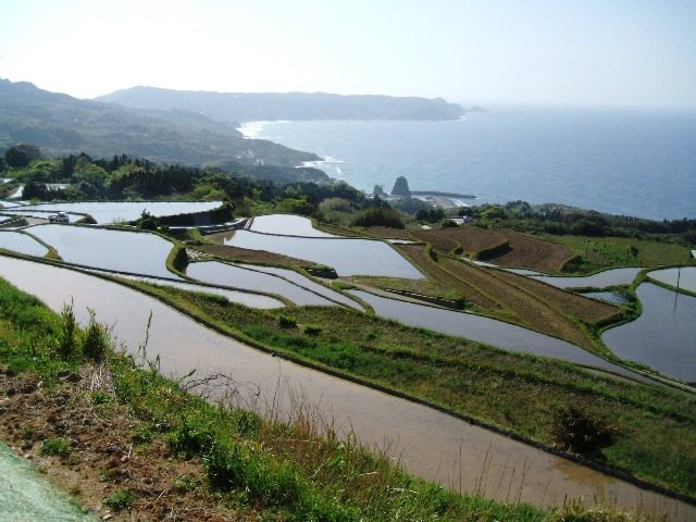 向津具半島の棚田(長門市油谷東後畑)
