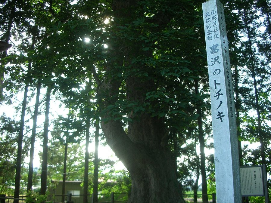 富沢のトチノキ