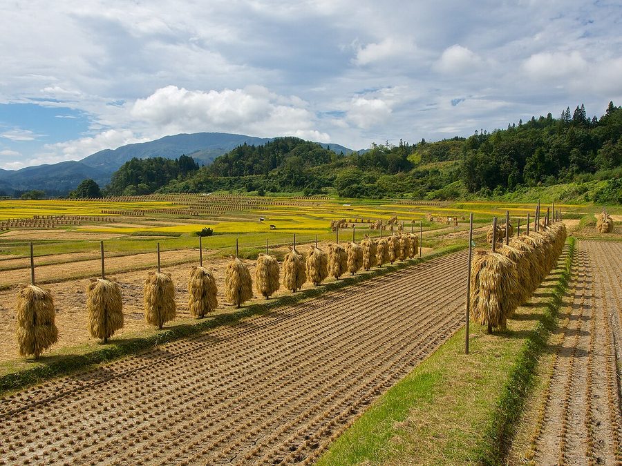 稲刈り後の田園風景